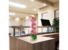 Top 10 Flowers For Your Office