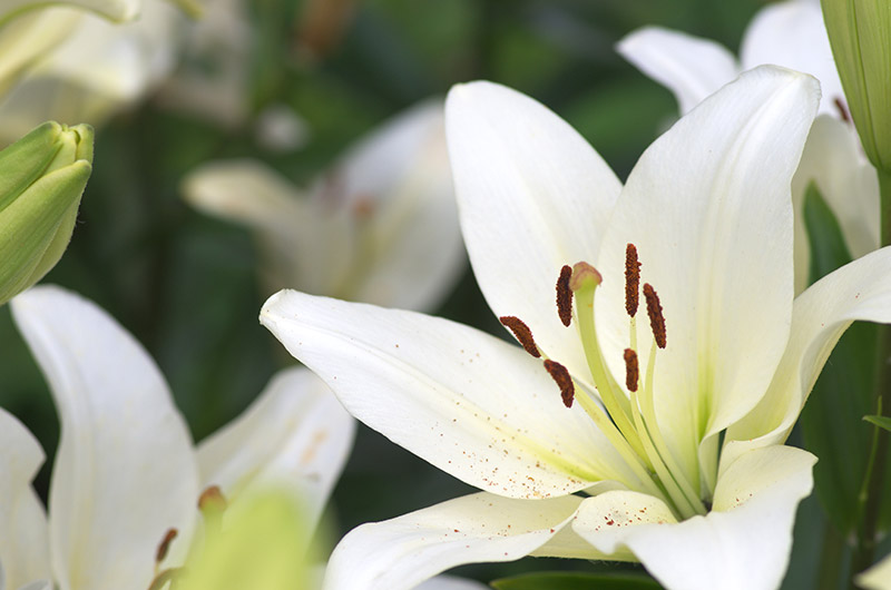How To Grow Lilies In Your Garden