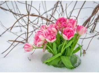 How To Take Care Of Your Plants In Winter