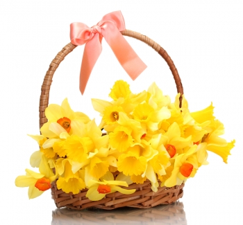March Flower: Daffodil